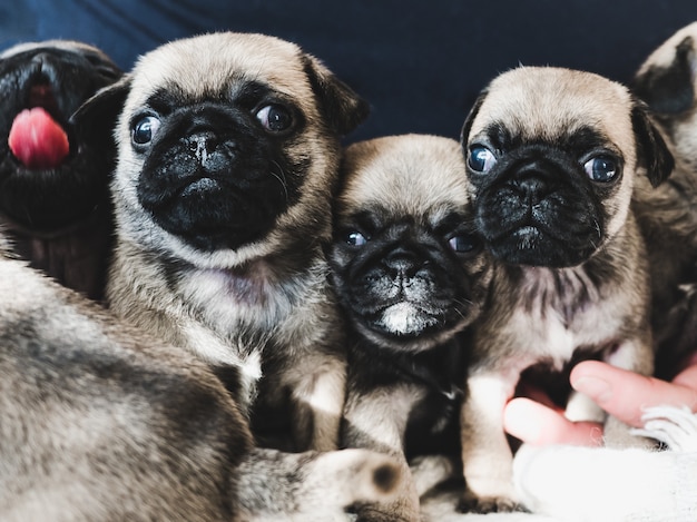 Jolis chiots mignons sur une couverture sur fond de soleil