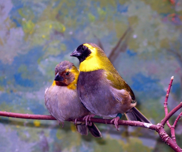 De jolis oiseaux gris dorés, un couple de mâle et une femelle sont assis sur une branche. Tiaria canorus gros plan