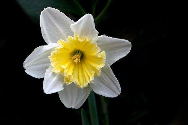 une jonquille blanche avec une fleur jaune qui a un fond noir.