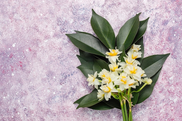 Jonquille blanche jaune, narcisse, fleur de jonquille sur béton rose. 8 mars journée de la femme.