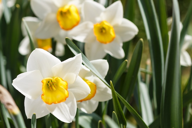 Jonquille blanche (narcisse) à centre orange et jaune