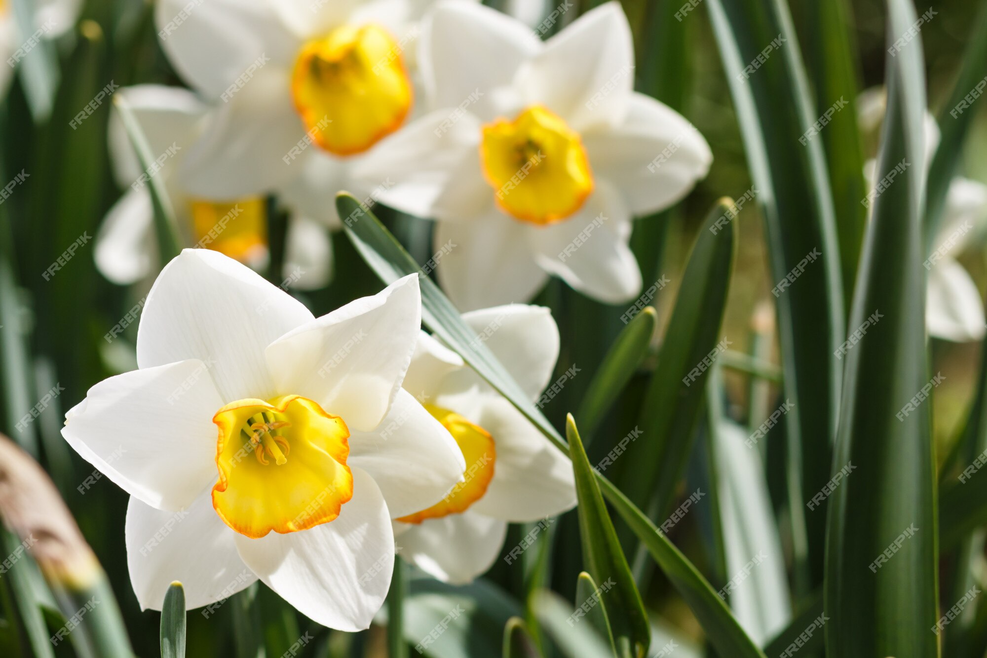 Jonquille Blanche (narcisse) à Centre Orange Et Jaune | Photo Premium