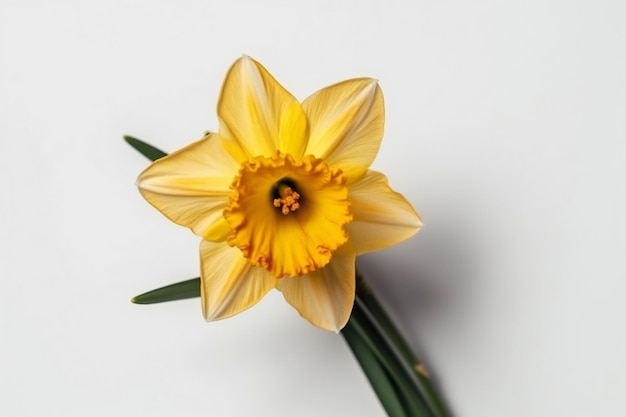 Une jonquille avec un centre jaune est sur un fond blanc.