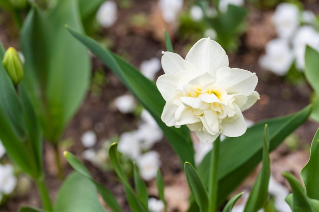 Jonquille éponge blanche première fleur de printemps primevère printemps dans le jardin