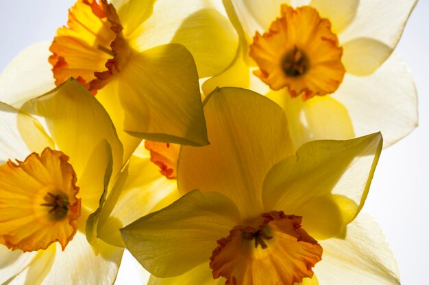 Jonquille jaune au printemps