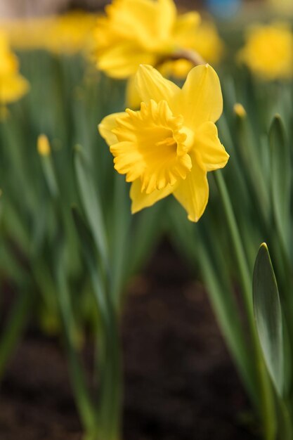 Une jonquille jaune dans un champ de fleurs