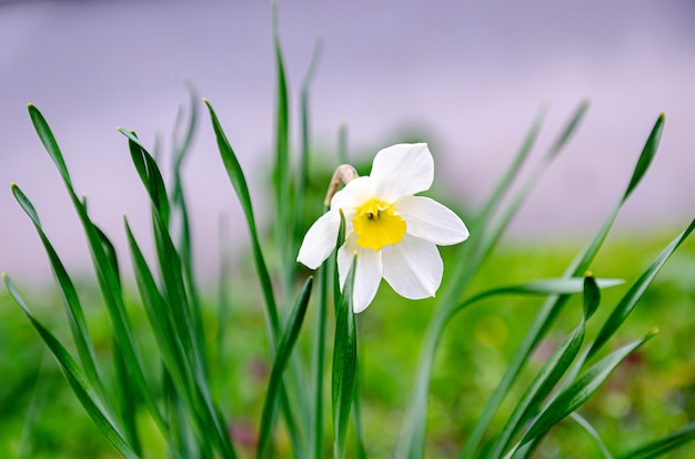 une jonquille qui fleurit seule dans l'herbe verte