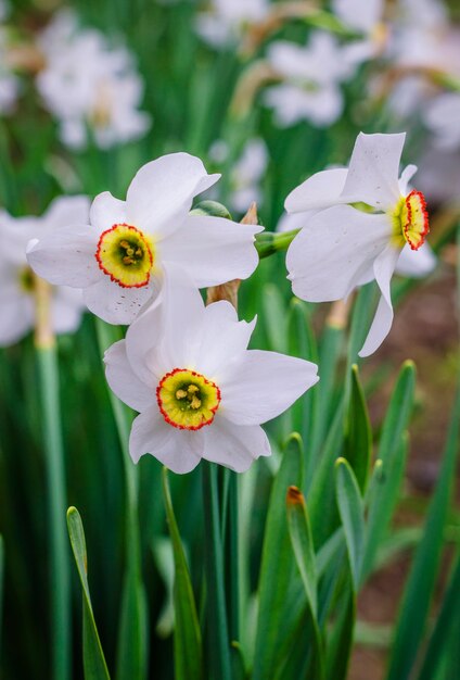 Jonquilles blanches au printemps fleurissent dans le jardin