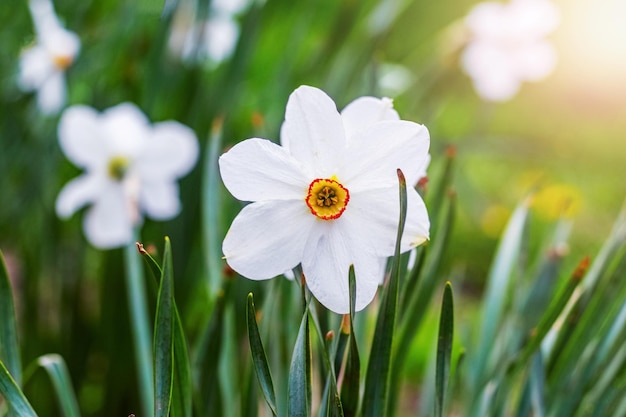 Jonquilles blanches dans le jardin sur un lit de fleurs sur fond d'herbe verte