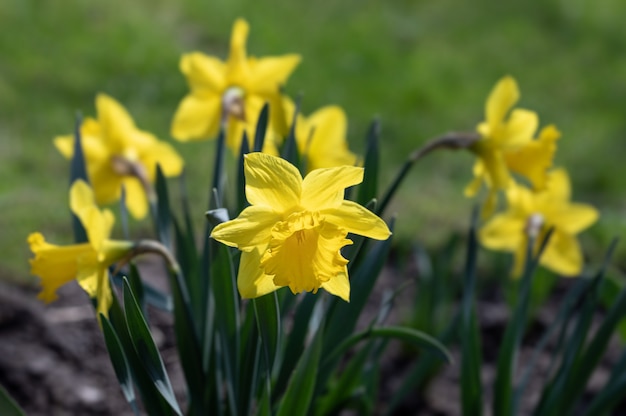 Jonquilles fleurissant dans le jardin