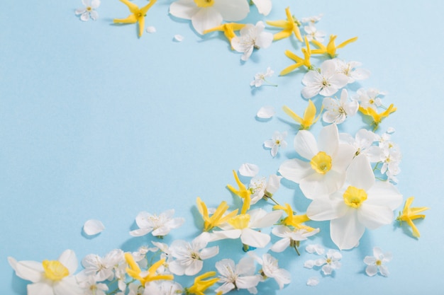 Jonquilles et fleurs de cerisier sur une surface bleue