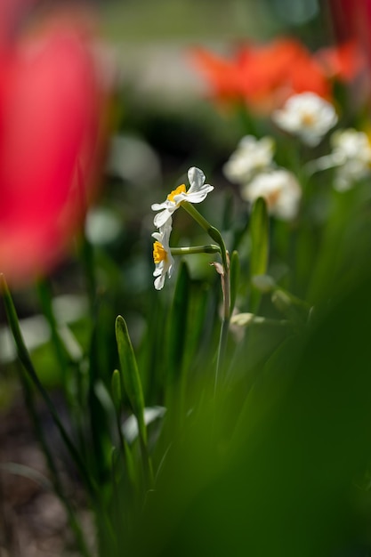 jonquilles en fleurs dans le jardin