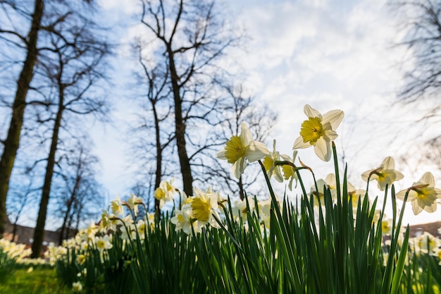Jonquilles en fleurs Narcisse blanc en fleurs au printemps Fleurs de printemps Faible profondeur de champ