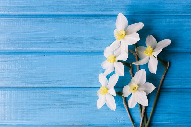 Jonquilles sur fond bleu