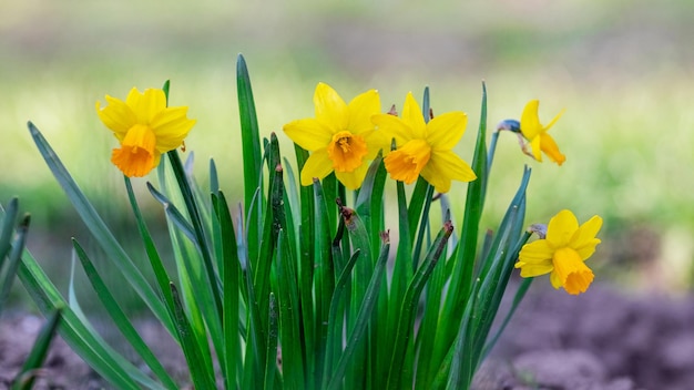 Jonquilles jaunes sur un arrière-plan flou. Jonquilles en fleurs