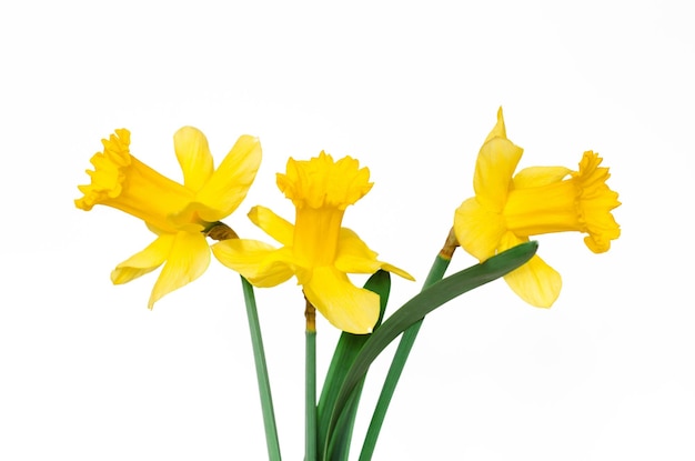 Photo jonquilles jaunes sur fond blanc isoler la mise au point sélective du minimalisme