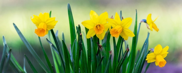 Jonquilles jaunes sur fond flou Jonquilles en fleurs