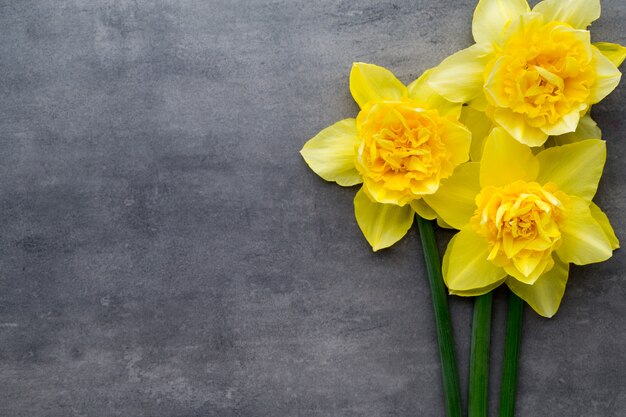 Jonquilles jaunes sur fond gris. Carte de voeux de Pâques.