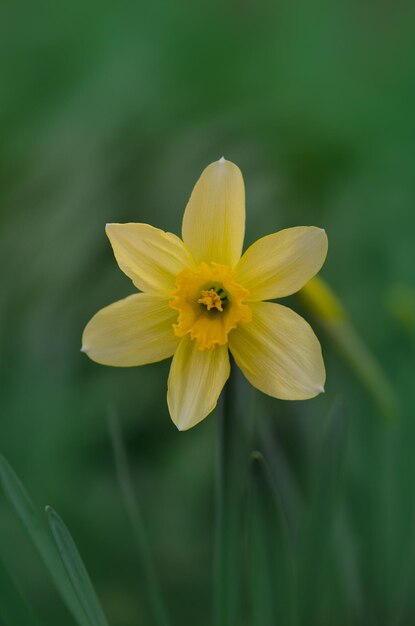 Jonquilles jaunes fraîches poussant le parterre de fleurs jaunes de Narcisse au printemps