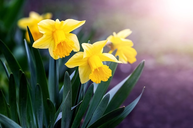 Jonquilles jaunes sur un lit de fleurs au printemps par temps ensoleillé