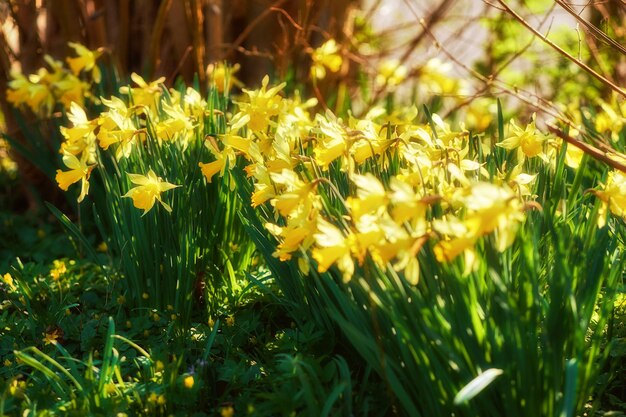 Jonquilles jaunes poussant dans un jardin botanique par une journée ensoleillée à l'extérieur Paysage pittoresque de belles fleurs aux pétales brillants fleurissant dans la nature Plante printanière représentant la renaissance et les nouveaux départs