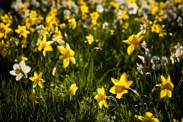 Jonquilles sur la pelouse en contre-jour