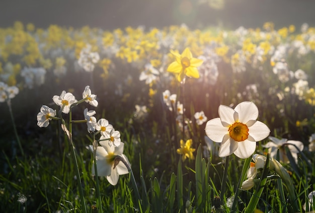 Jonquilles sur la pelouse en contre-jour