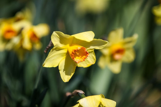 Jonquilles