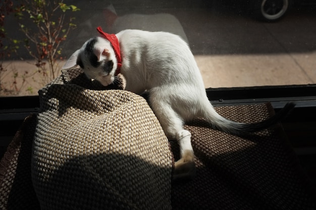 Jouer le chat mignon dans le tapis