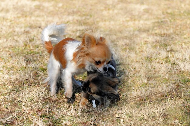 Jouer des chiots chihuahua