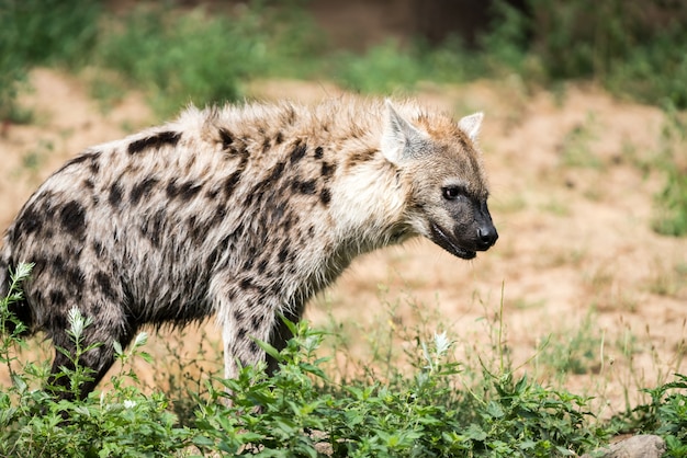 Photo jouer à hyena, c'est regarder