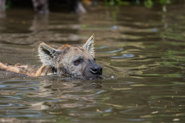 Jouer hyène dans l&#39;eau