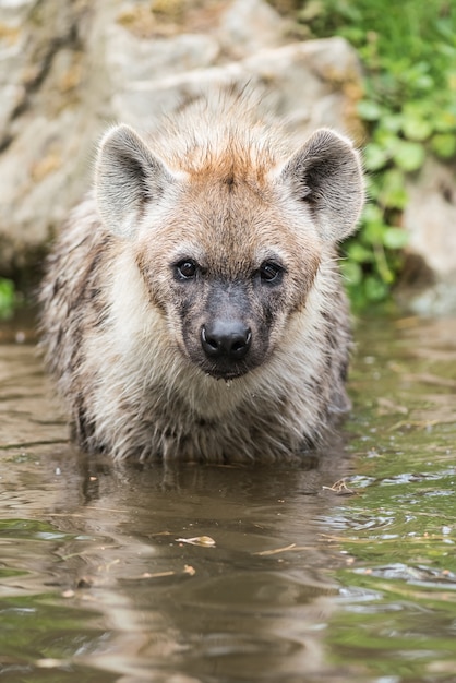 Photo jouer hyène dans l'eau