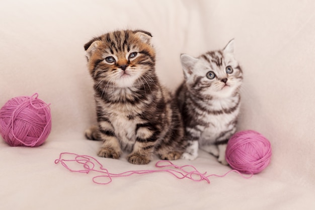 Joueur et curieux. Deux curieux chaton Scottish fold assis l'un à côté de l'autre et près de la laine emmêlée