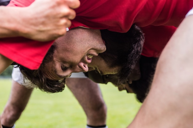 Les joueurs de rugby font une mêlée