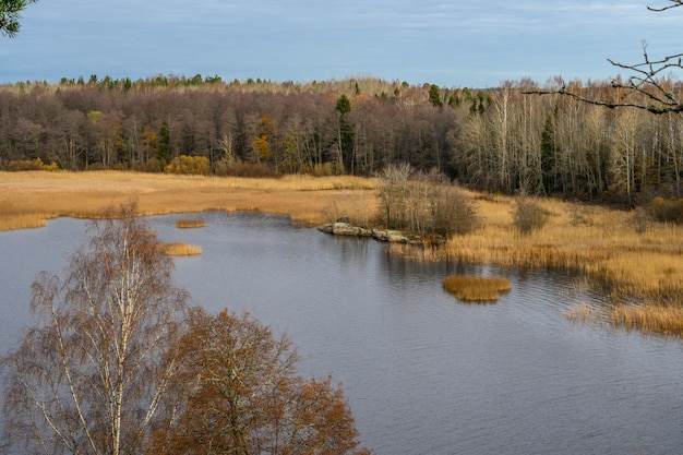 Jour d'automne Arbres et herbe de paille Baie Baie protectrice Golfe de Finlande Vyborg