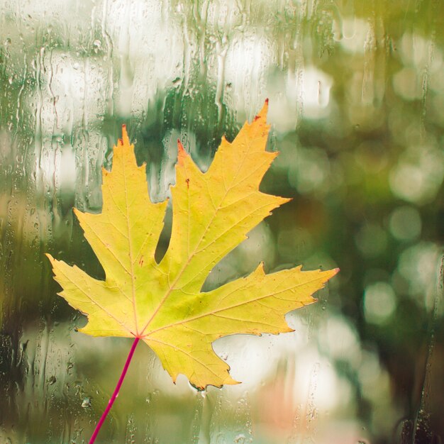 Jour d'automne, gouttes de pluie sur la fenêtre avec la feuille d'érable coincée