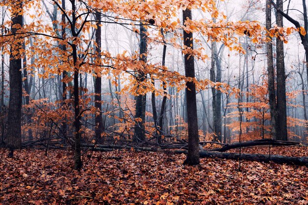 Photo jour brumeux d'automne dans la forêt