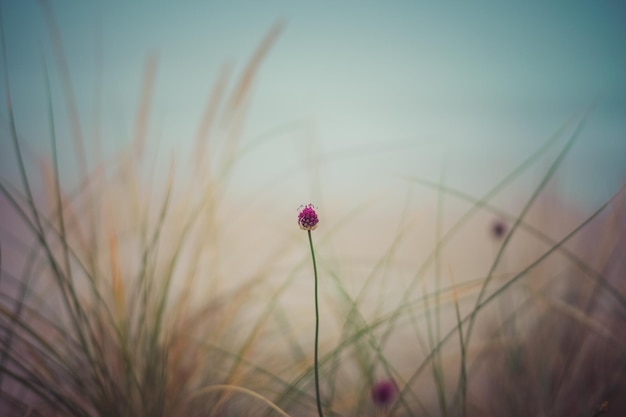 Jour brumeux sur la plage