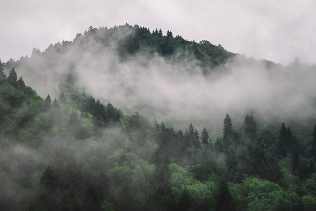 Jour brumeux et pluvieux dans la forêt d'épinettes de montagne