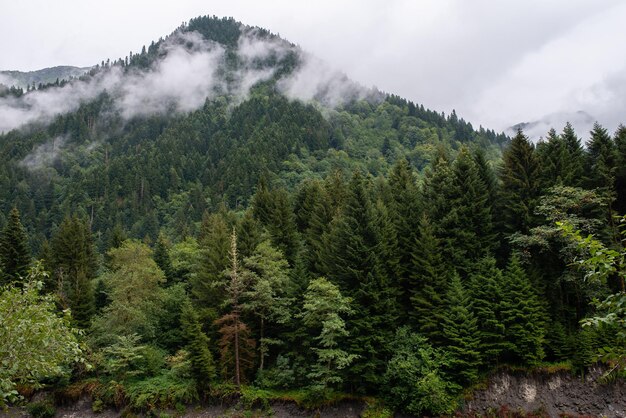 Jour brumeux et pluvieux dans la forêt d'épinettes de montagne