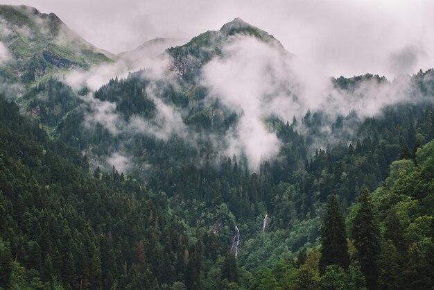 Jour brumeux et pluvieux dans la forêt d'épinettes de montagne