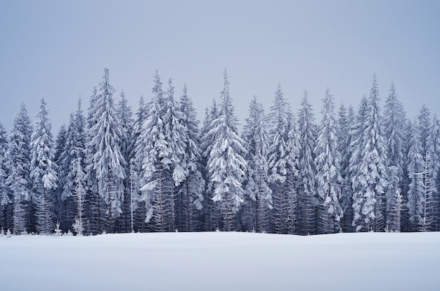 Jour couvert de paysage d'hiver avec des sapins dans les montagnes