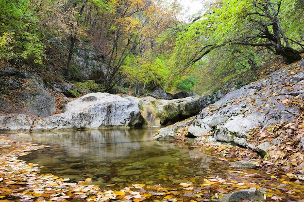 Jour d'été eau de ruisseau de forêt avec des vagues de flou de mouvement