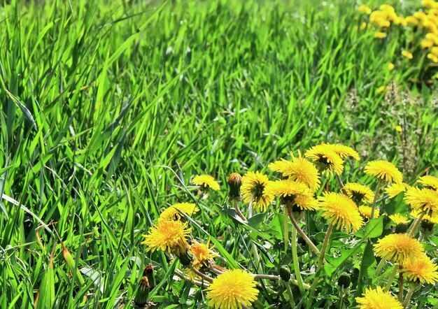 Jour d'été d'herbe verte, prairie de pissenlits.