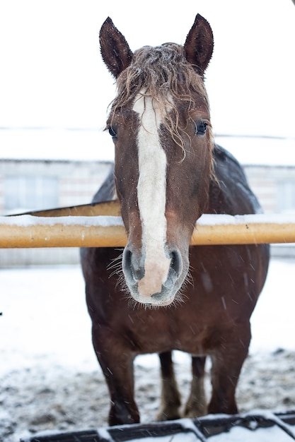 Jour d'hiver, un cheval à la ferme pendant une chute de neige