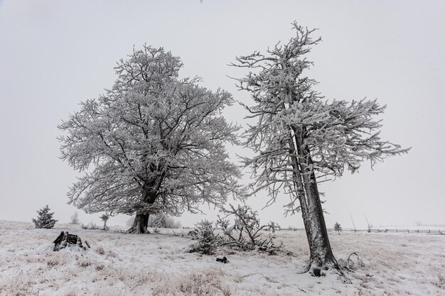 Jour d'hiver glacial dans les montagnes