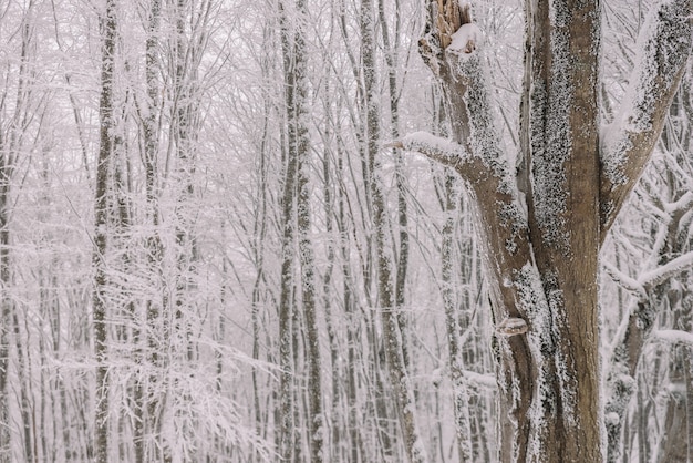 Photo jour de neige dans la forêt