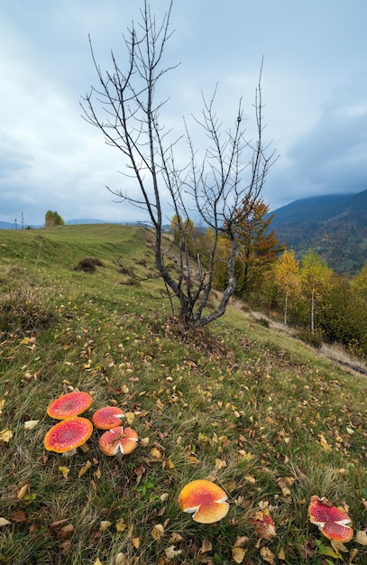 Jour nuageux et brumeux automne Carpates Scène de clairière de l'Ukraine Champignons Amanita au premier plan