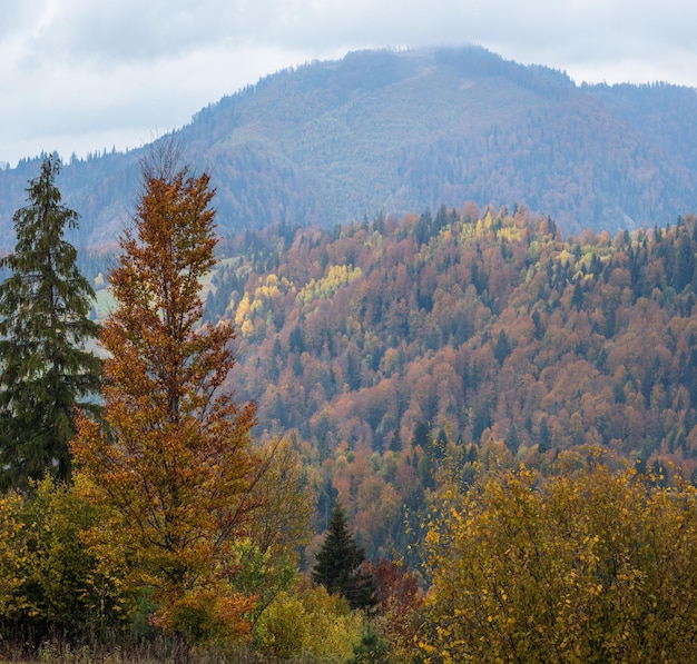 Jour nuageux et brumeux scène de montagnes d'automne Paisible pittoresque voyage nature saisonnière et scène de concept de beauté campagne Carpates Ukraine